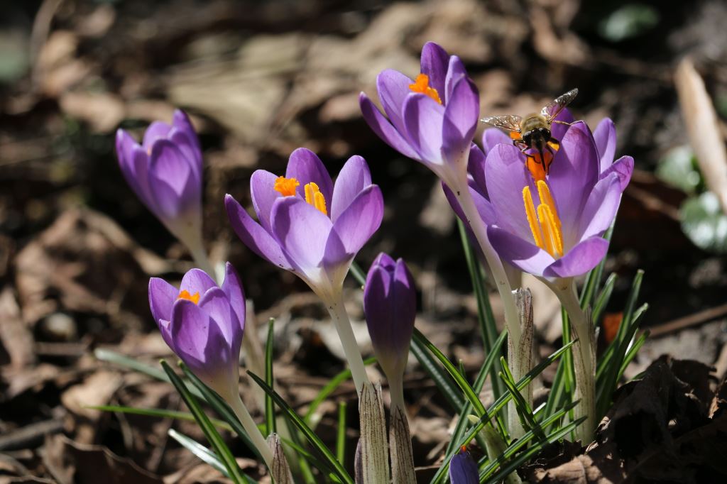 Elfenkrokus Crocus tommasinianus